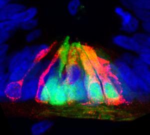 Butler Cell Reports Netrin1 Spinal Cord Nov 2024