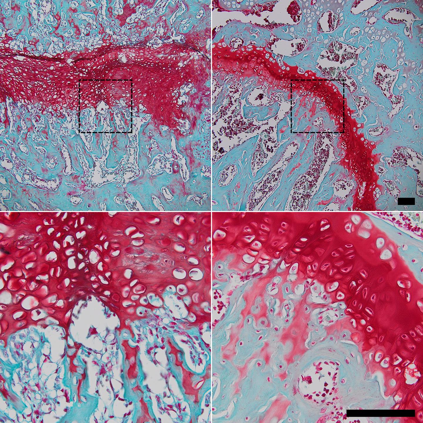 Using the Force to Augment Bone Regeneration in Rats (6 of 10)