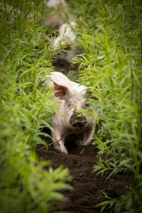 Pig in greenery