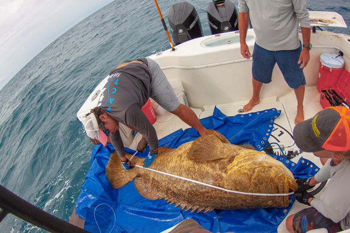 Measuring a Goliath Grouper