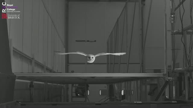 Lily in Flight Video