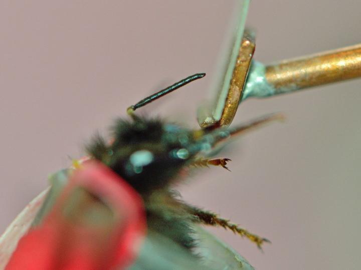 Experiment with a Bumble Bee