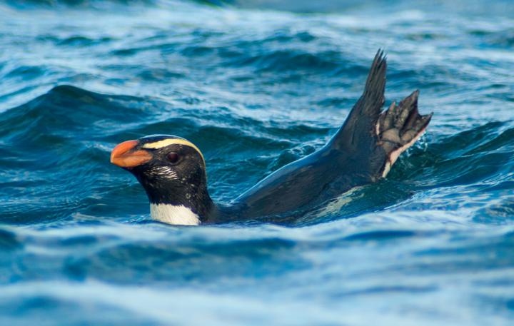 New Zealand Penguins Make Mammoth Migrations, Travelling Thousands of Kilometers to Feed