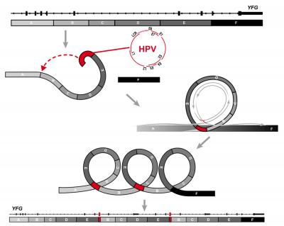 Abnormal HPV 'Looping' Damages Host-Cell DNA