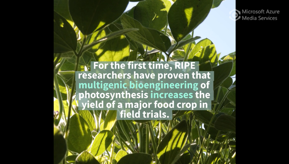 Soybean photosynthesis and crop yield are improved by accelerating recovery from photoprotection