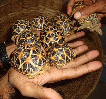 Indian Star Tortoises