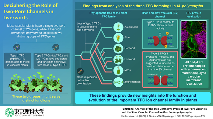 Lighting the Tunnel of plant Evolution: Scientists Explore Importance of Two-pore Channels in plants