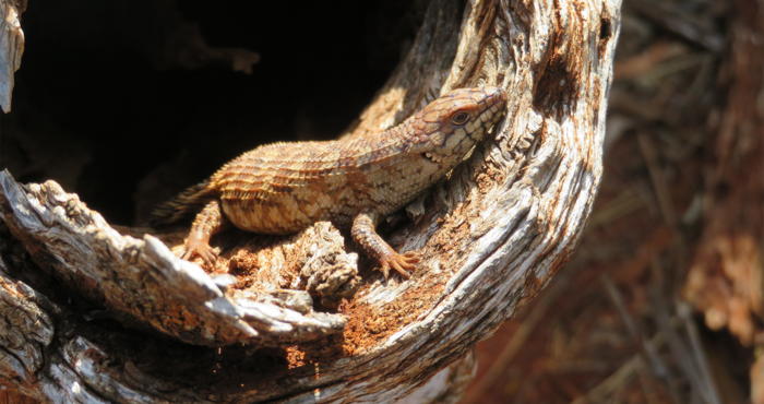 Western Spiny-tailed Skink