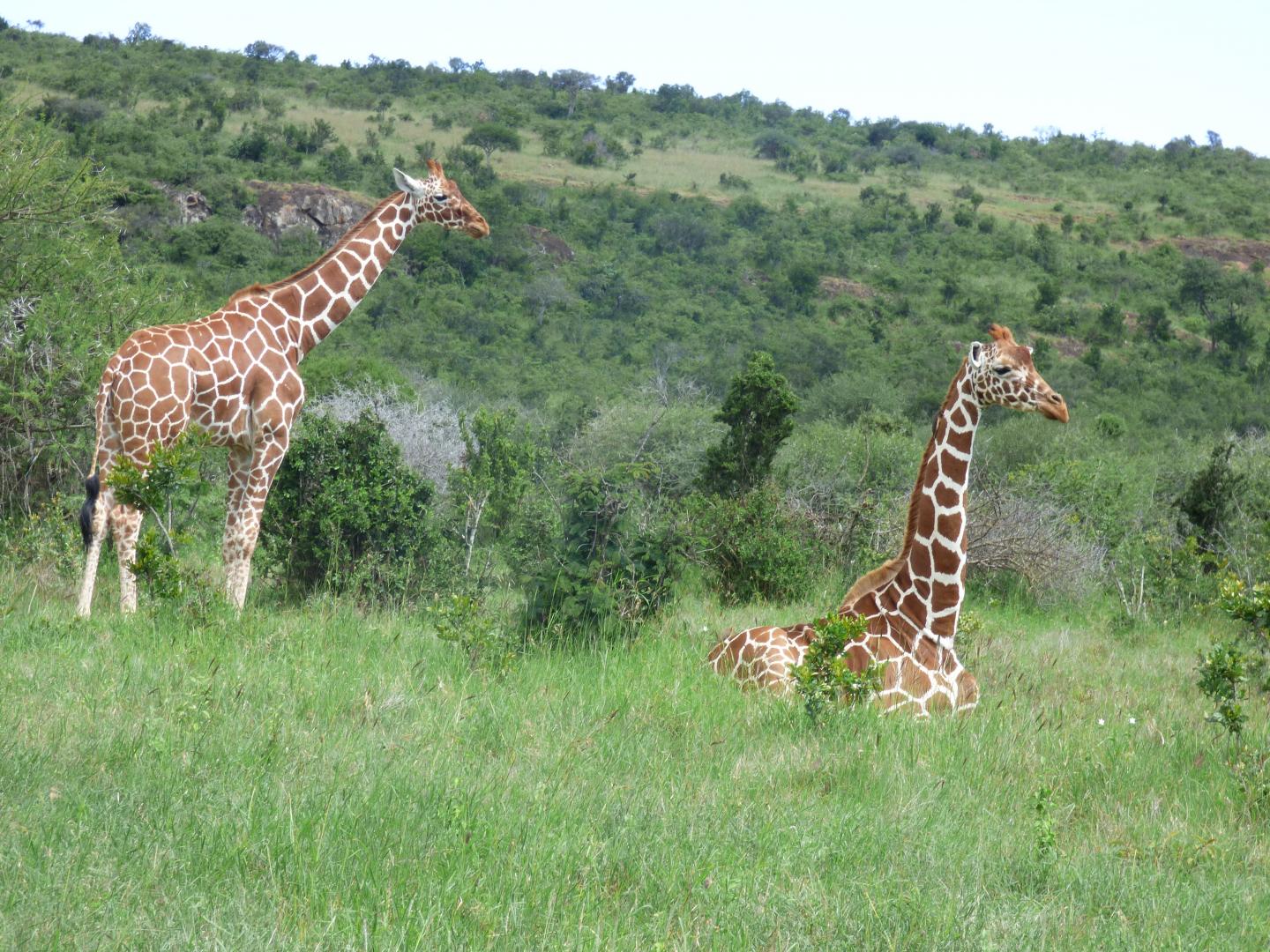 Giraffes