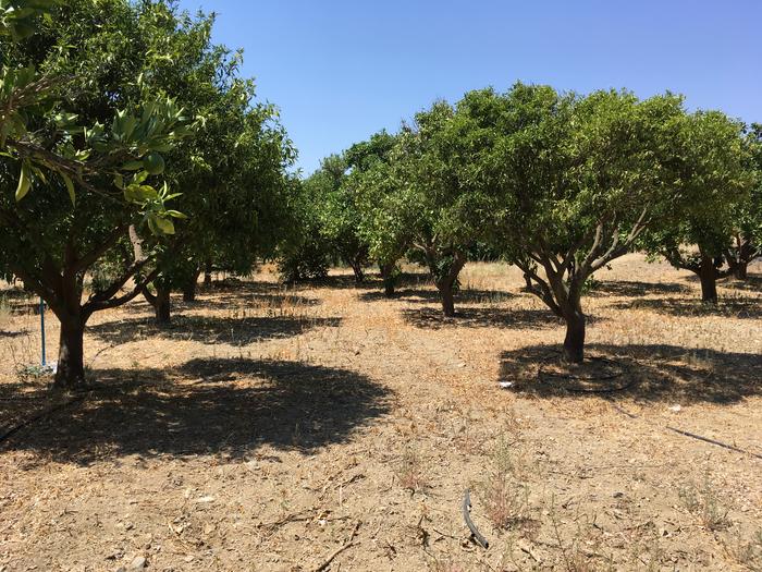 A conventional citrus orchard