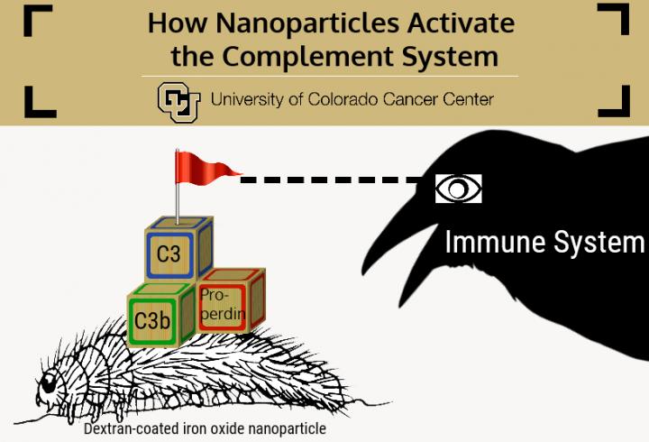 Complement Activation Requires 3-Part Assembly of C3 Convertase