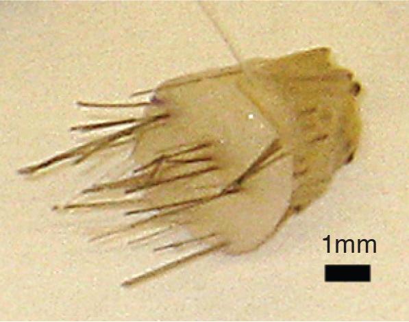 new-tool-probes-protein-complexes-in-hair-los-eurekalert