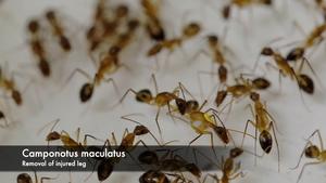 Amputation in Camponotus maculatus