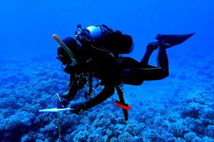 Carsten Grupstra diving in Mo'orea