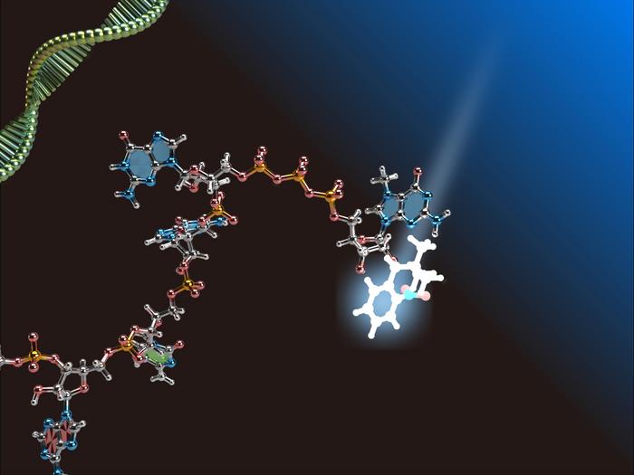 mrna molecular structure