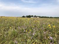 Pictured is restored tallgrass prairies, which supports high plant and animal biodiversity