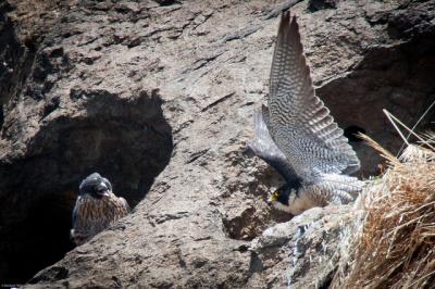 New Pollutants Detected in Peregrine Falcon Eggs