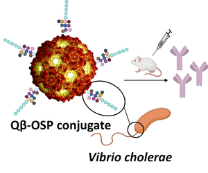 A potentially longer-lasting cholera vaccine