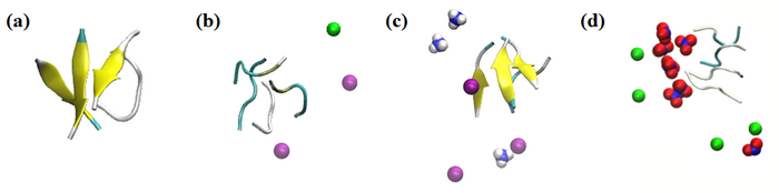 Simulation snapshots of the peptide aggregate interactions with various ions.