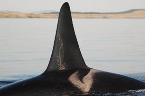 An adult male with deep tooth rake marks