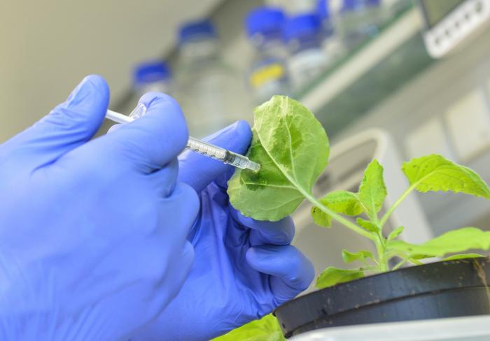 Protecting plants against viruses