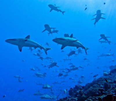 Grey Reef Sharks