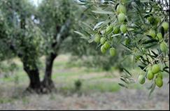 Chalkidiki Olive Tree