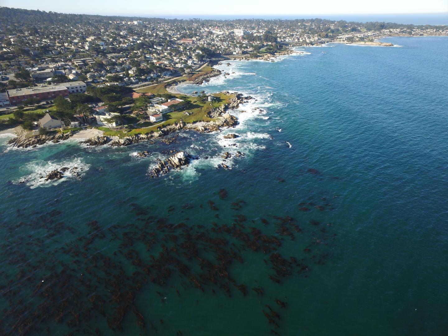 Aerial view of kelp forest canopy in Monterey Bay