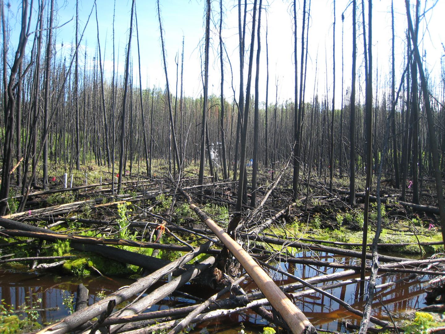 Fire Damage in Peat Bog