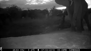 Elephant charges and breaks the camera