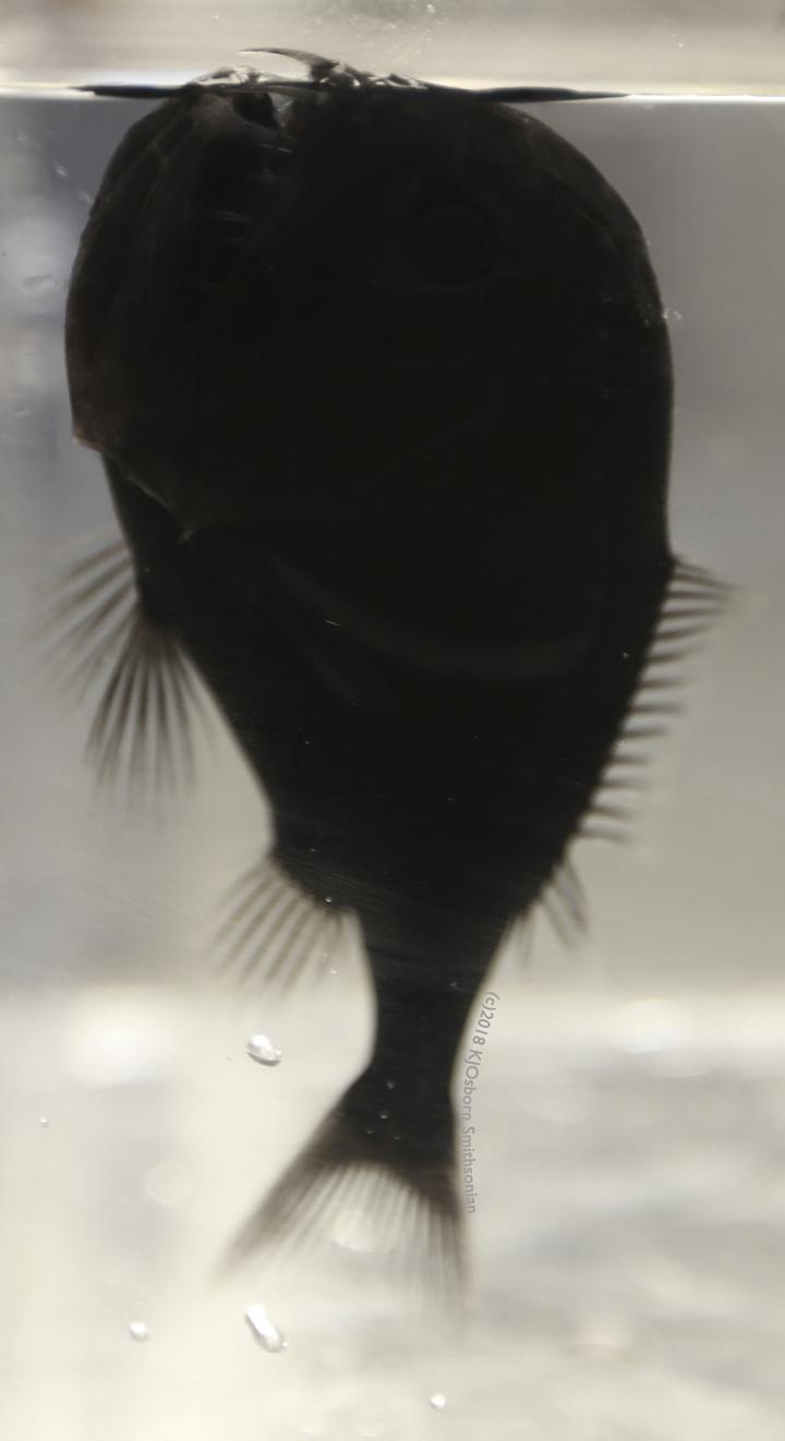 One Specimen of the Ultra-Black Fish Species Anoplogaster cornuta