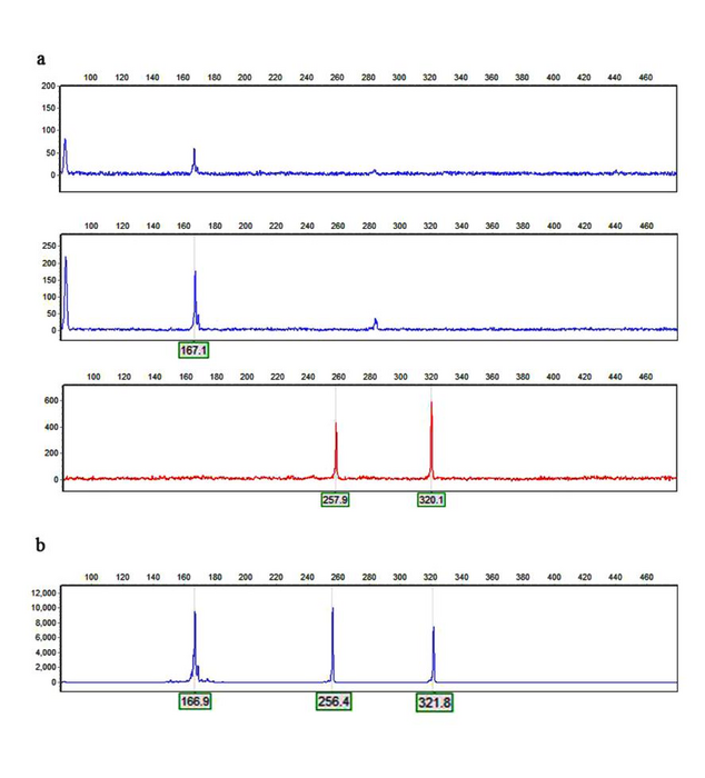 poppy complex amplification