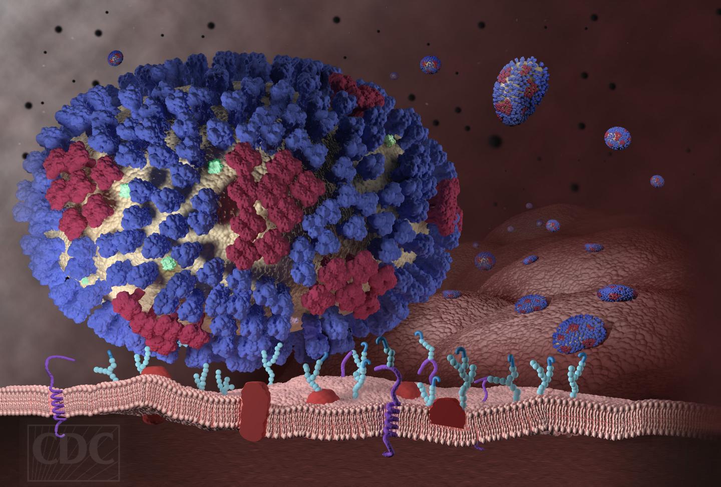 Influenza virus