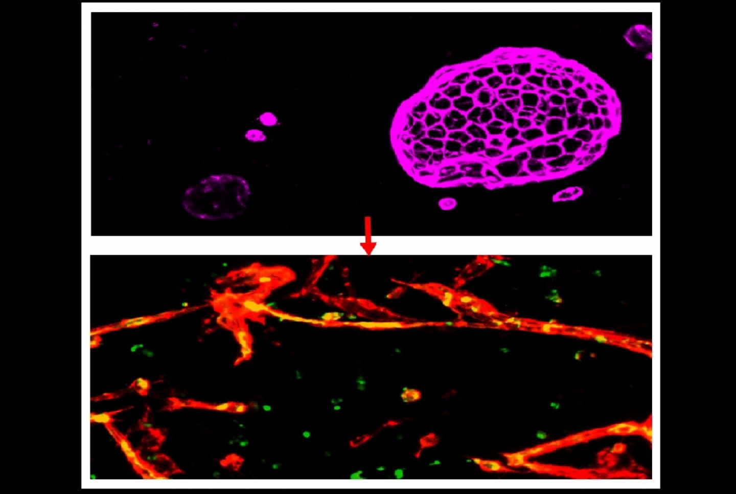 Induced brain microvascular endothelial cells