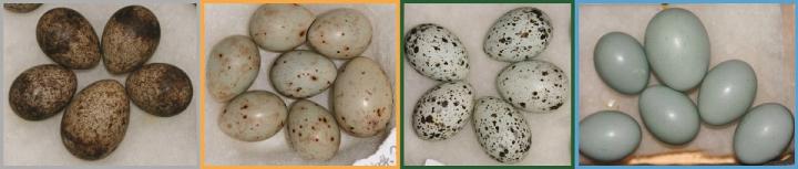 Comparsion Between Host Bird Eggs and Cuckoo Imposters