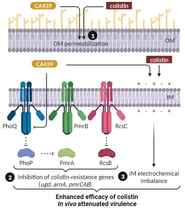 Proposed model for CA439-colistin potentiation.