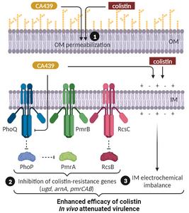 Proposed model for CA439-colistin potentiation.