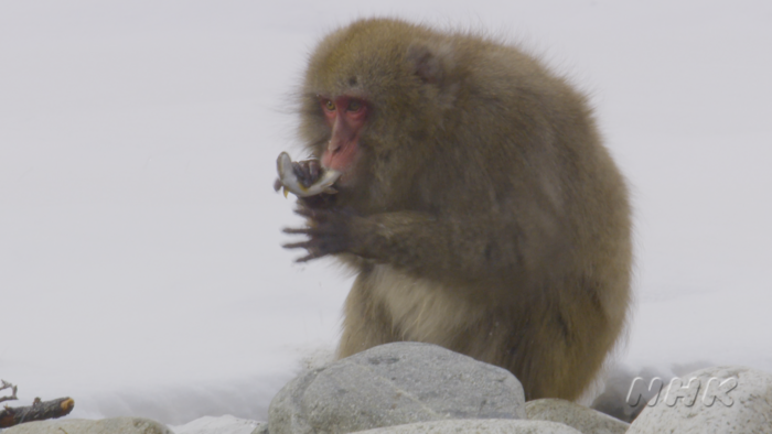 Fish-eating behavior of Japanese macaque