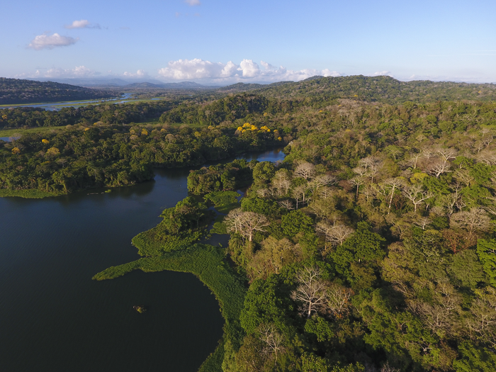 Regenerating forest in Panama