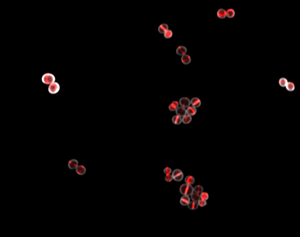 Bacterium Staphylococcus aureus under the microscope: