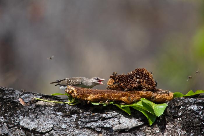 A greater honeyguide feeding on beeswax in Niassa Special Reserve, Mozambique