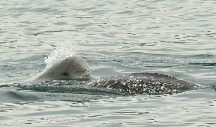 narwhal calf