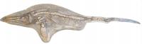 Skeleton of New Species -- <i>Protoichthyosaurus applebyi</i>