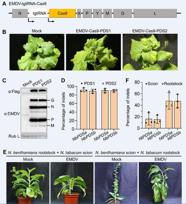 Engineered EMDV vector for CRISPR/Cas9 delivery and targeted genome editing in tobacco.