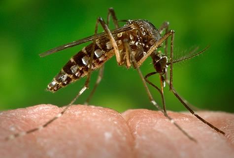 Mosquito-Borne Virus Mimics Rheumatoid Arthritis