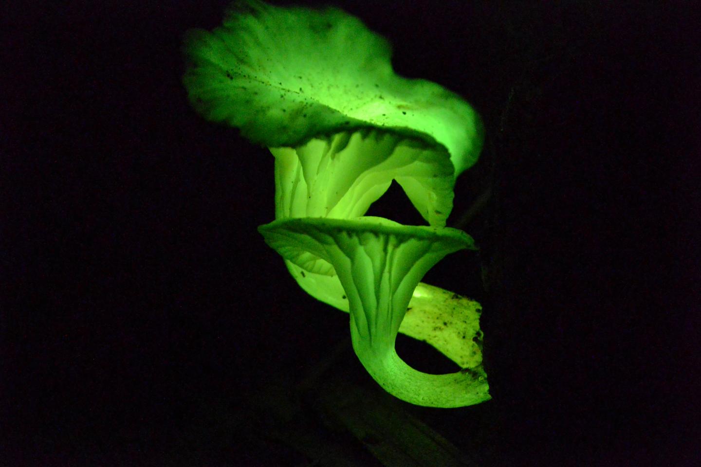 Illuminating the Secret of Glow-in-the-Dark Mushrooms (10 of 13)