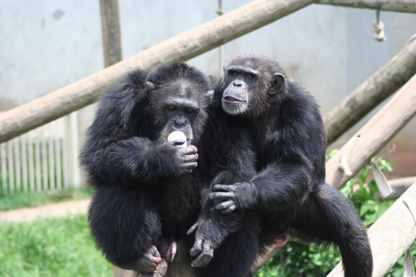 Chimpanzees Jane Tash and Nina