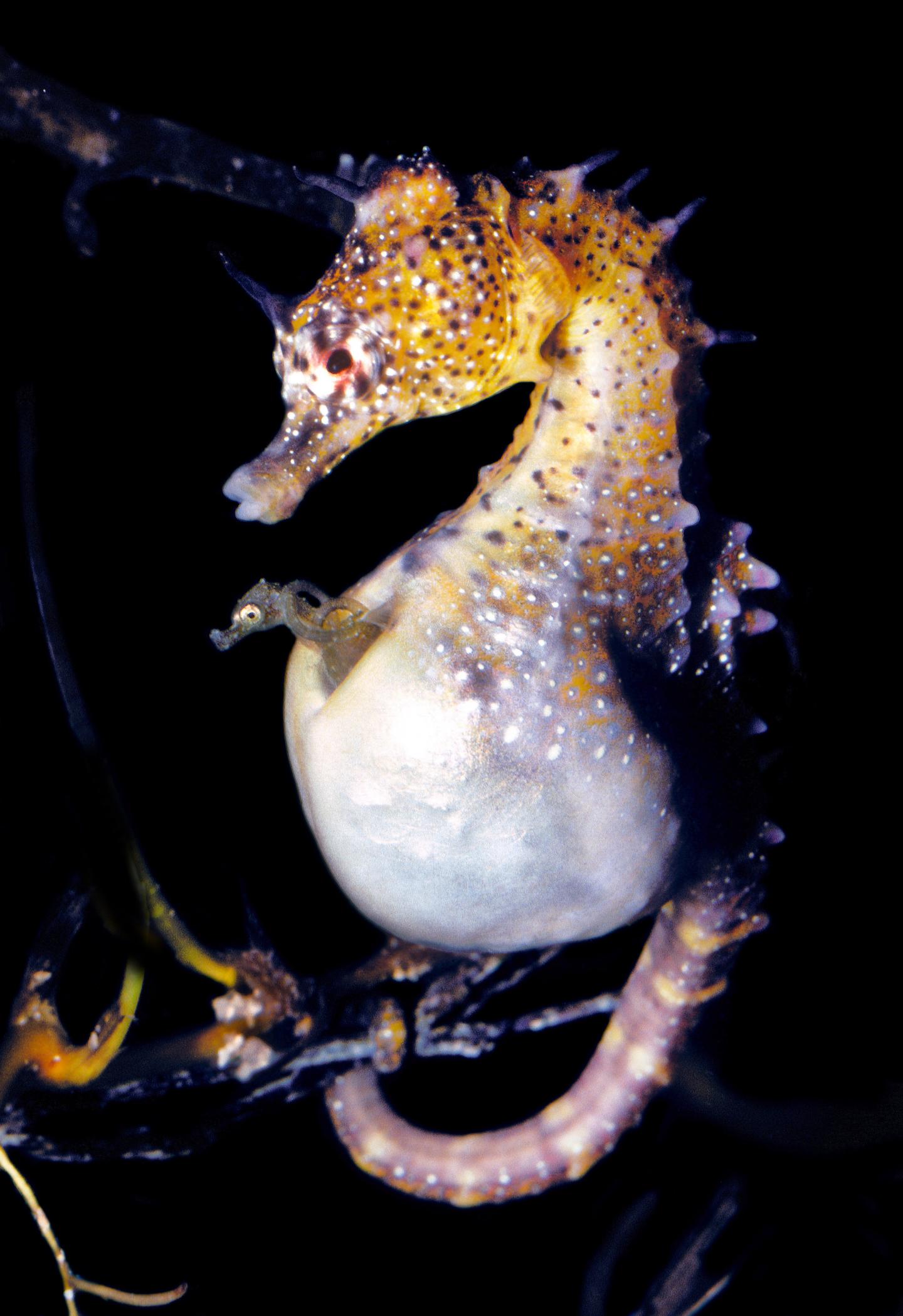 seahorses mating