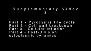 Pyrocystis cell cycle