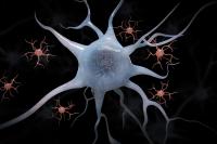 Microglia and Neurons
